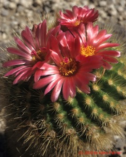 Notocactus cv. Noto x Parodia